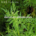 Artemisia annula extrato em pó